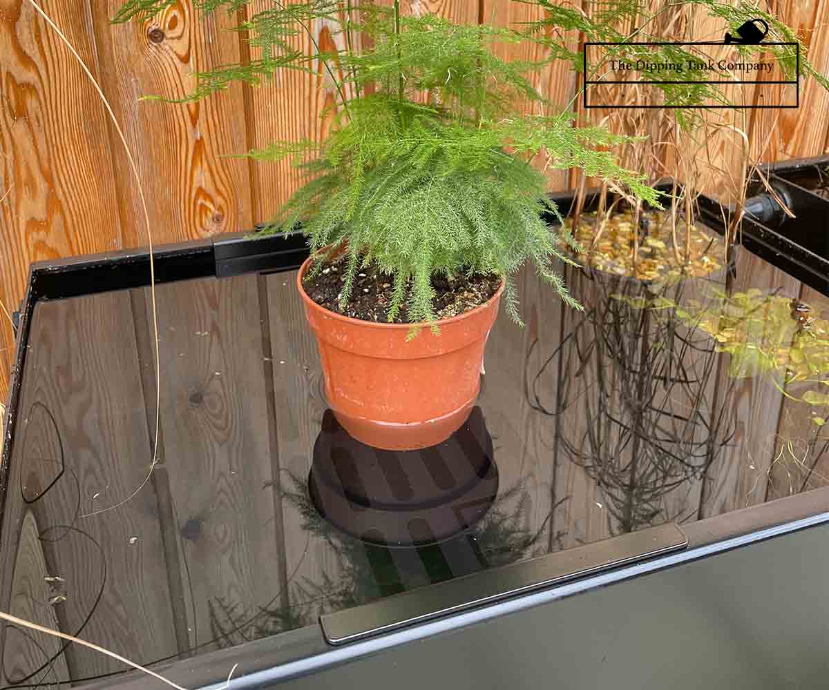 plant sitting on soaking tray being watered though capillary action